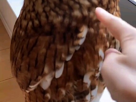 Siapa yang tidak ingin mendapat satu?