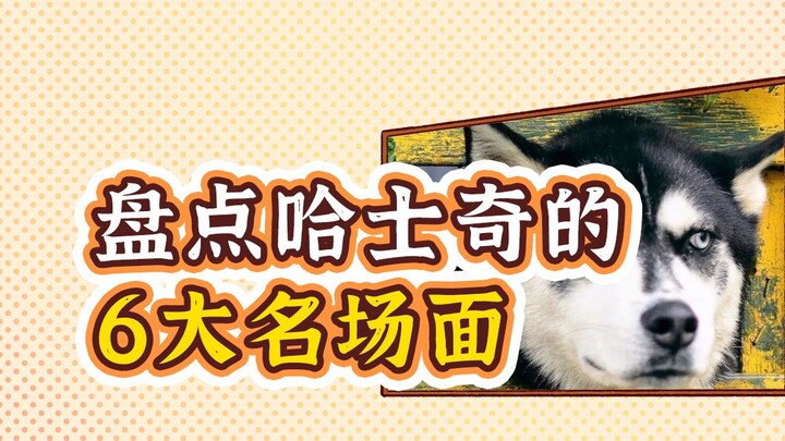 Cảnh xấu hổ kinh điển của chó Husky! Đến mức không thể tiếp tục “lăn lộn” trong giới nuôi chó nữa…