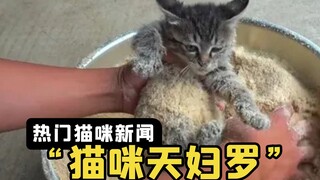 ชายชาวญี่ปุ่นเอาแป้งมาทาแมวของเขา ชาวเน็ตจึงถามว่า "ลูกแมวทอดเหรอ?"