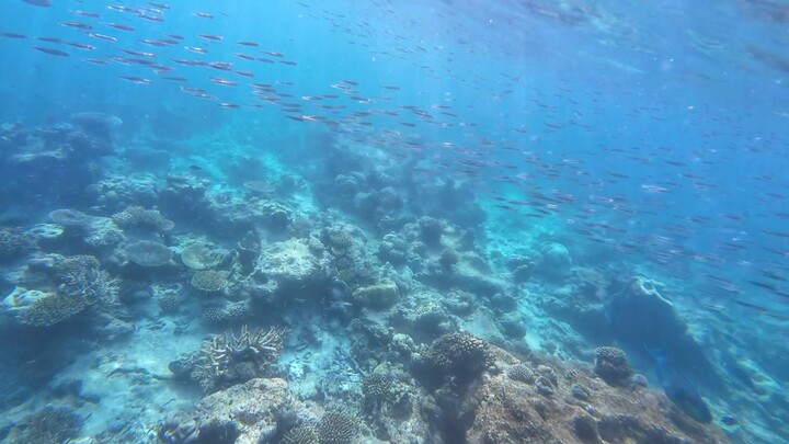 After visiting Fontaine, whenever I see a school of fish, I just want to jump in and grab something—