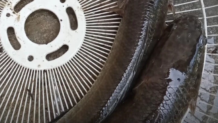 wari koy gin nalaang ang kulang