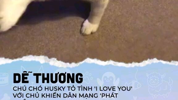 chú chó dễ thương