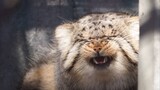 Animal|When Manul Meets the Lynx