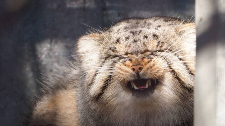 Binatang|Ketika Kucing Pallas Gemuk Bertemu Lynx