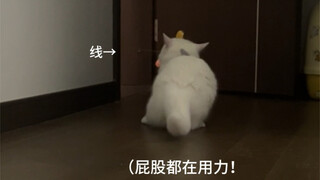 当我没收犟种小猫的玩具后…