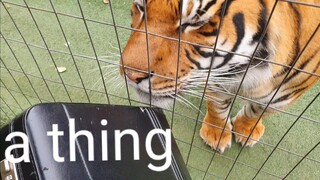 Tigers like things !