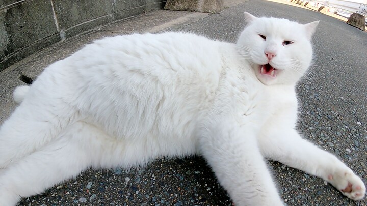 A fierce white cat hisses at humans who try to touch it.