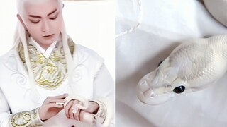 用真蛇拍戏！主打一个剧组全员不怕蛇啊……