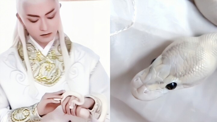 用真蛇拍戏！主打一个剧组全员不怕蛇啊……