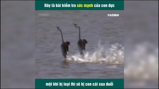 Đây là bài kiểm tra thể lực của được mỗi mùa giao phối