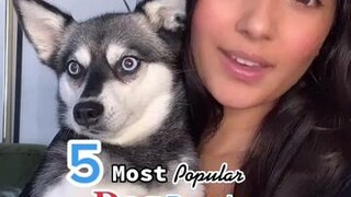 Where should we do next? LearnOnTikTok dogs dogbreeds