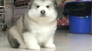 Peliharaan Imut|Masa Kecil Anjing Alaska