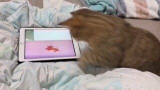 Tom, biarkan aku membantumu menangkapnya.