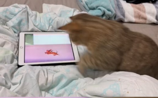 Tom, để tôi giúp anh bắt nó.