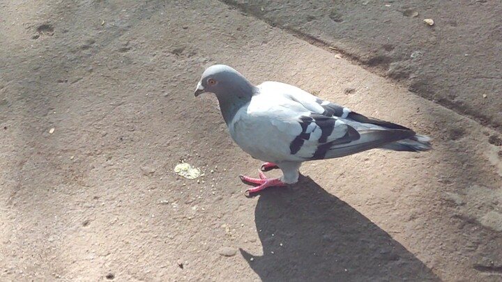 Pigeon at the park ⛲ Nomnomnom