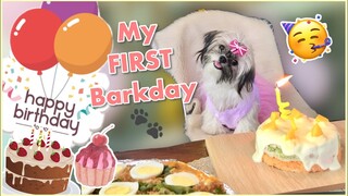 MY SHIH TZU’S FIRST BIRTHDAY | MATCHA’S FIRST BIRTHDAY ❤️ SHIH TZU PHILIPPINES