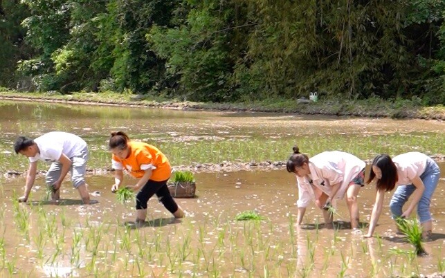 Kalian semua sedang menari tarian menanam padi, ayo ke sawah saja—rasanya pasti lebih asyik.