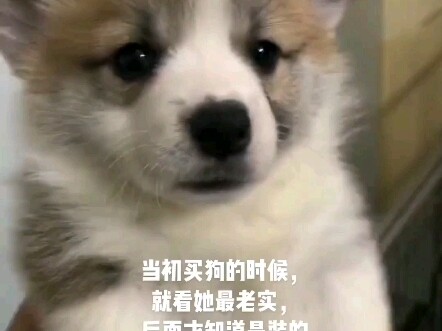 ตอนแรกเห็นมันดูเชื่อฟูกว่าใครเลยซื้อมา แต่พอกลับถึงบ้านถึงรู้ว่ามันแค่แกล้งทำ