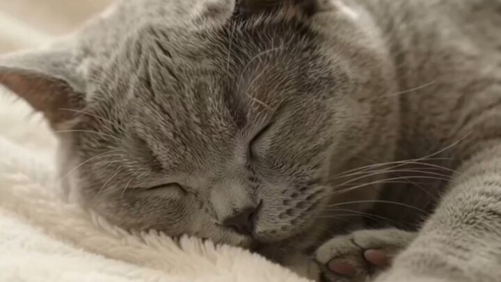 Billi Billi Billi