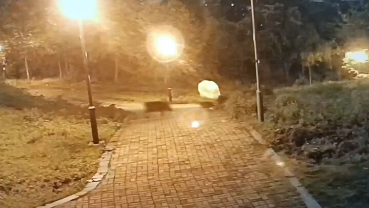 A third-year senior from Xianlin won’t run into Nanjing University’s wild boars.