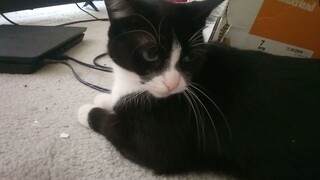 Shakira The tuxedo