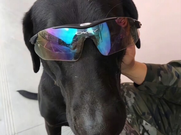 每个单位应该都有只狗班长吧#提干