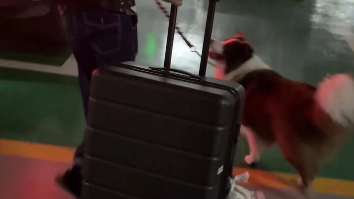 Testing whether the dog is willing to go home with its owner’s friend