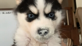 เลี้ยงสุนัขไซบีเรียนฮัสกี้น่ะ ขอแค่ให้มันมีชีวิตอยู่ก็พอแล้ว