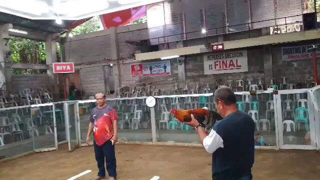 talo si manok na pula