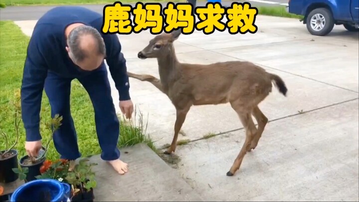 Mẹ hươu đến sân nhà của con người, liên tục van xin họ cứu giúp con mình, thật xúc động biết bao!