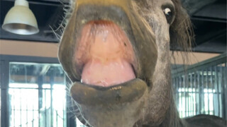 Do horses like apple juice?