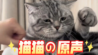 【Cats hate humans who lack boundaries】is in Japanese