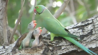 Bắt gặp khoảnh khắc Vẹt mẹ cho con ăn ngoài tự nhiên #doisong