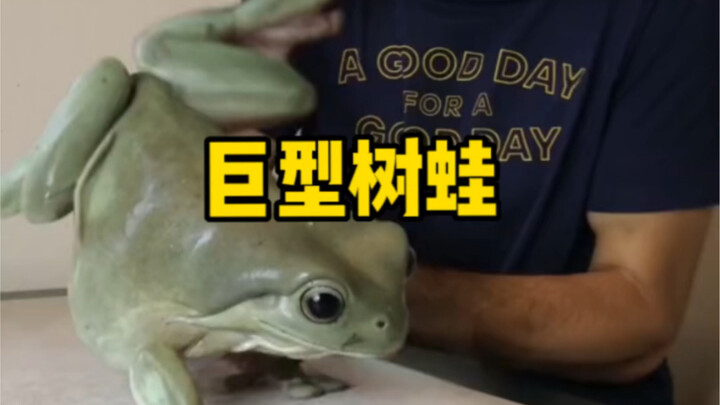 After rescuing an old tree frog and raising it, its size became incredibly huge.