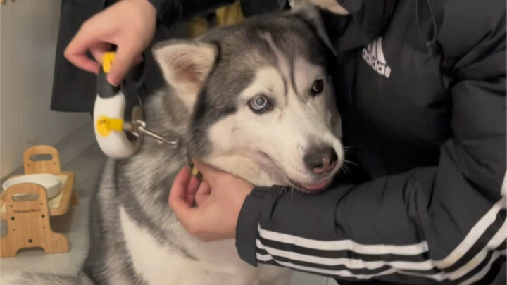 养狗人的身影总会出现在冬天的清晨与凌晨