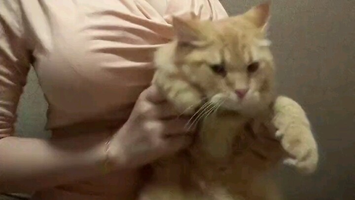 Kamu bisa mendengarkan banyak perkataanmu, tapi aku tidak mempercayainya lagi. #Jadilah kucing kecil