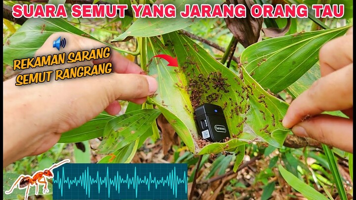 EKSPERIMEN: SUARA SEMUT