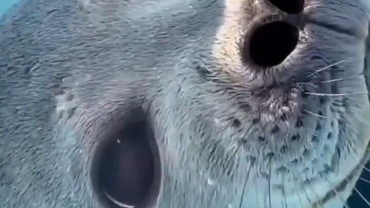 海豹在水下如何睡觉？