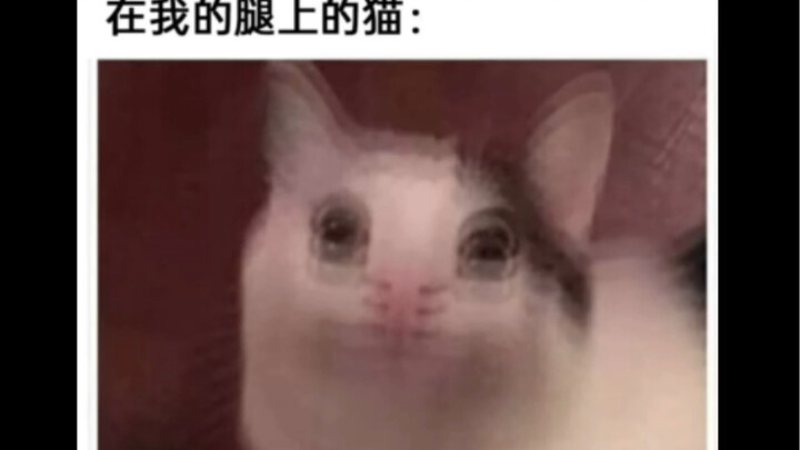 Silly meme images | When you stumble upon a funny meme