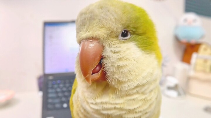 تجميع الكائنات اللطيفة