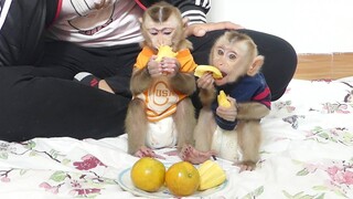 Cute Maki & Maku Very Like To Eat Fruit | Baby Monkey Happily Eating Jackfruit & Orange So Delicious