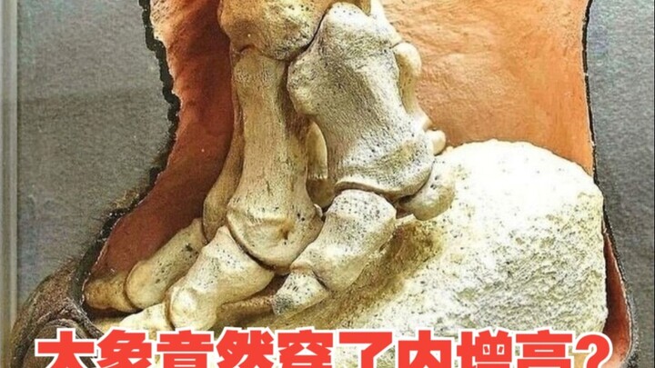 Aku gajah. Coba lihat potongan memanjang di kaki ku—nggak kelihatan mirip banget sama penampilan kal