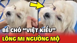 Ngưỡng mộ bé chó "VIỆT KIỀU" có hàng LÔNG MI DÀI ĐẸP nhất Tóp Tóp 😂 | Yêu Lu