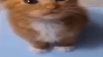kitty is not real