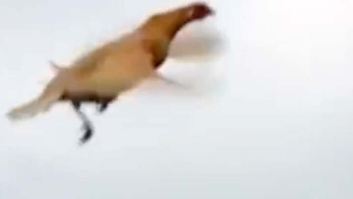 Đây không phải gà, mà là một con chim khác.