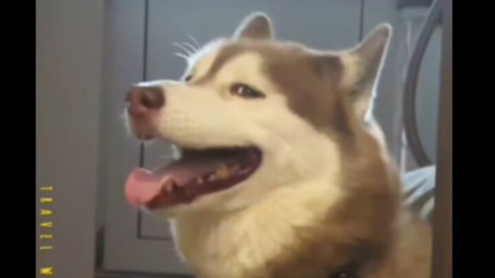 My Husky Takes Me to the Grocery Store for Vegetables After Our Walk