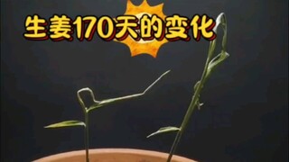 The changes of a ginger in 170 days