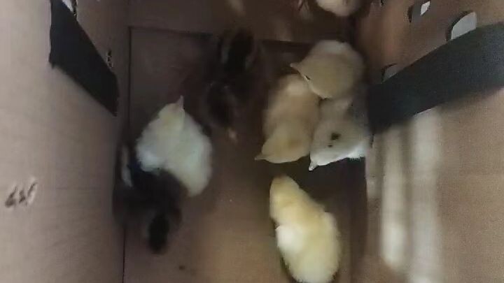 Welcome to the Club - White Choco Hatch Crossed sa Pumpkin Sweater