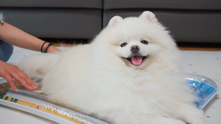 Every summer, all little dogs probably need a water bed like this!