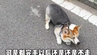 狗狗真心的守护却换来了剃毛